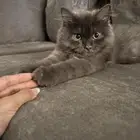 قط شيرازي للتبني