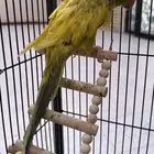 دره هولندي لون مميز ونادر