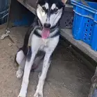 أنثى كلب هاسكي عمرها خمس شهور