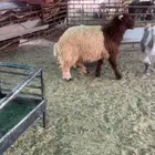 خروف بري طيب