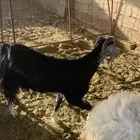 شاه وعنز