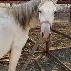 فرس عمرها 4 كفو للبيع عليها مهر ولقاح