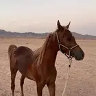 خيل عربي واهو