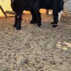 نجديه صنف دغم