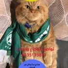قطط