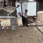 دجاج رومي ديك ودجاجتين