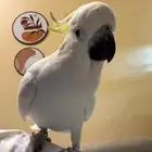 كوكاتو ليزر