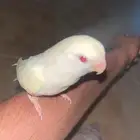 روز اينوا اليف عيون حمر فيه صفار خفيف بالجناح