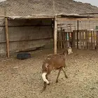 طلي ساكني