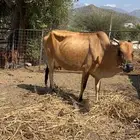 بقرة رعويه(تم البيع)