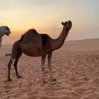 ناقه ضروبه كفو