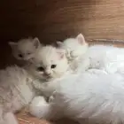 اقبل القطط التبني و ايجاد متبنين لهم