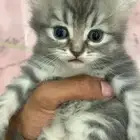 حيوانات