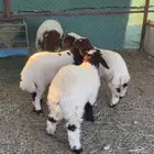 بهم نعيم هرافا وتيس لباني