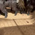 جذعات عوارض بفحلهن خصم
