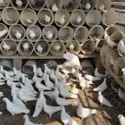 حمام فرنسي