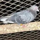 ذكور قطايف