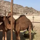 قعدان للبيع