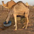 حشو قصب
