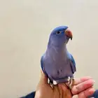 ببغاء درة