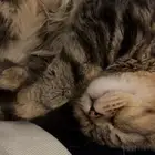 قط للبيع جده