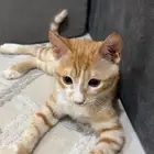 قطة أليفة للتبني
