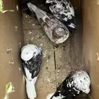 حمام للبيع الي يبغاه يجي يخذه كله
