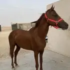حصان شعبي