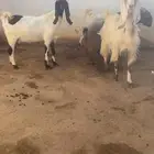 معزا فواخر جروم ودفيع