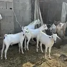 تيوس على 700 ريال