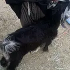 تيوس جذعان