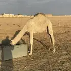 للبيع بكره حواره العمر 6شهور