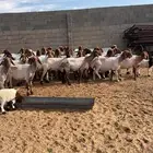 للبيع غنم نعيم مقاني طيبه