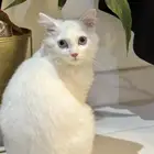 شيرازي للبيع ذكر