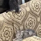 قطط
