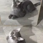 قطط