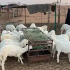 بهم حري العدد 35 راس فيها 7 رخال و28 خروف