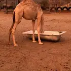 قعود 7 اشهر