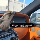 تعليقة راس صقر حقيقي محنط