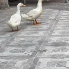 بط بكيني