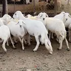 رخال مراح واحد واسنان ونضاف ومشروطه ومنوة القاني