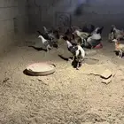 دجاج بلدي فاخر الاخر