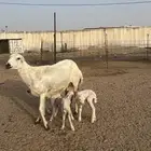 رخل رفيدي