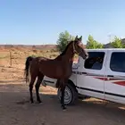 حصان ورق