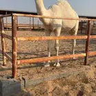 قعود حق على مردود الجزيرة