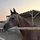 مهر واهو بدايه عسف للبيع