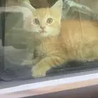 قطة شيرازي العمر شهرين