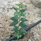 شتلات سدر ارتفاع 15 سم للبيع