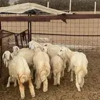 طليان ورخال