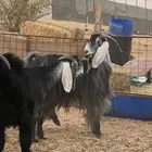 معزا مع عيالهن ذبايح